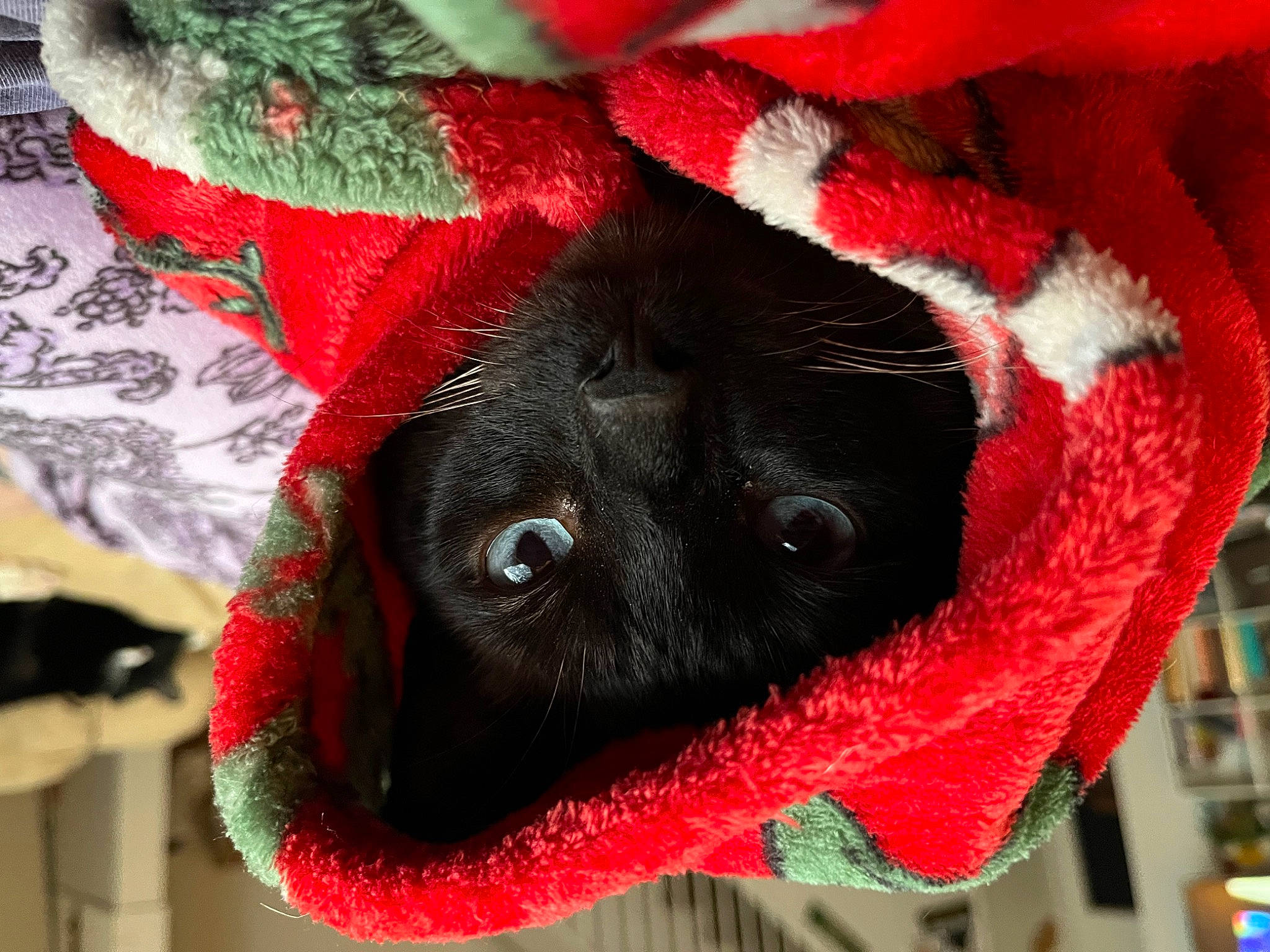 Onyx joined the competition — help win amazing prizes! canidae, carmine, carnivore, companion_dog, costume_hat, dog, dog_breed, dog_supply, event, fashion_accessory, fawn, fur, paw, plush, red, snout, sporting_group, stuffed_toy, whiskers, wool