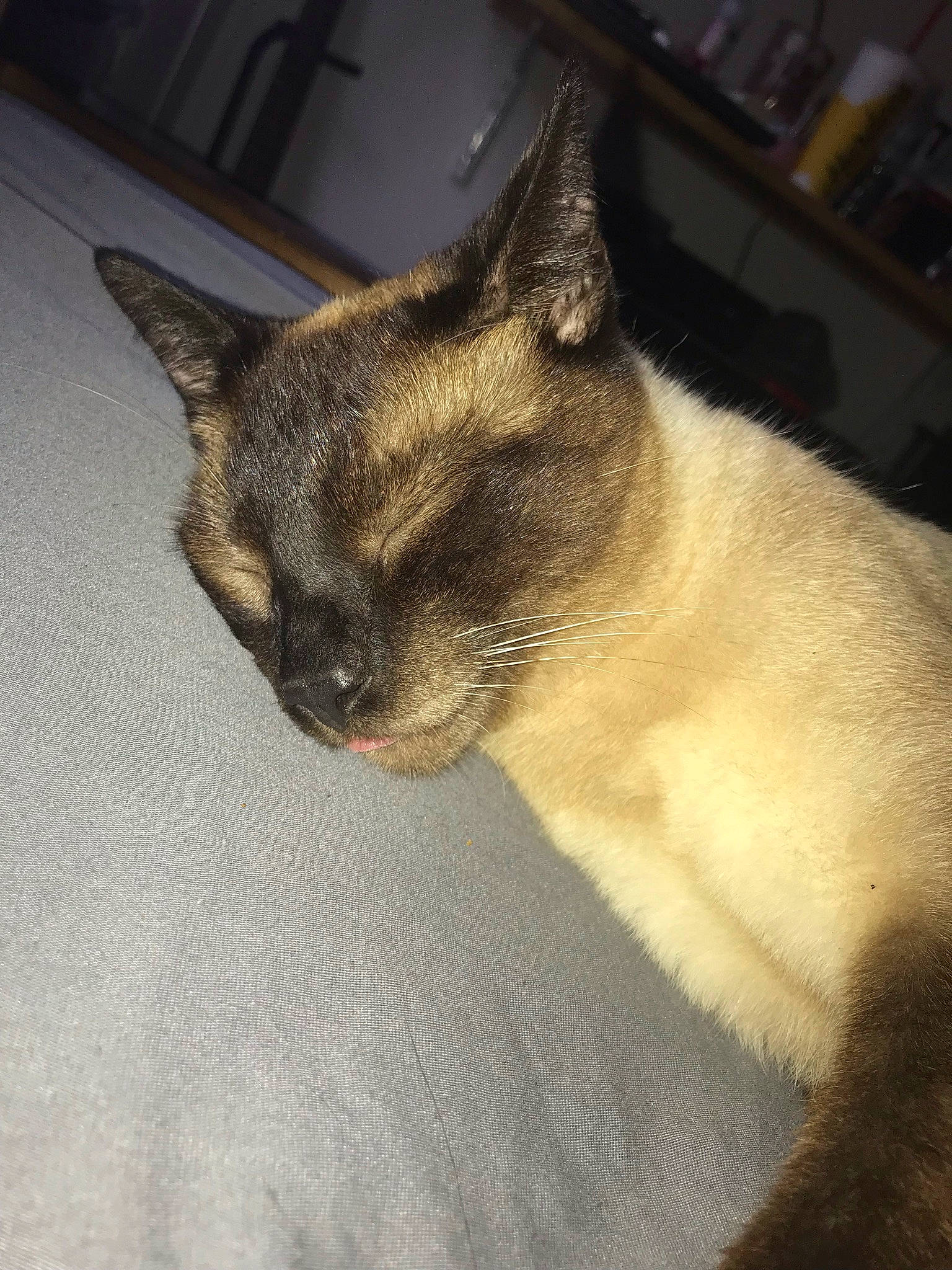 Onyx joined the competition — help win amazing prizes! balinese, carnivore, cat, claw, comfort, domestic_short_haired_cat, fawn, felidae, fur, nap, paw, siamese, small_to_medium_sized_cats, snout, tail, terrestrial_animal, thai, whiskers