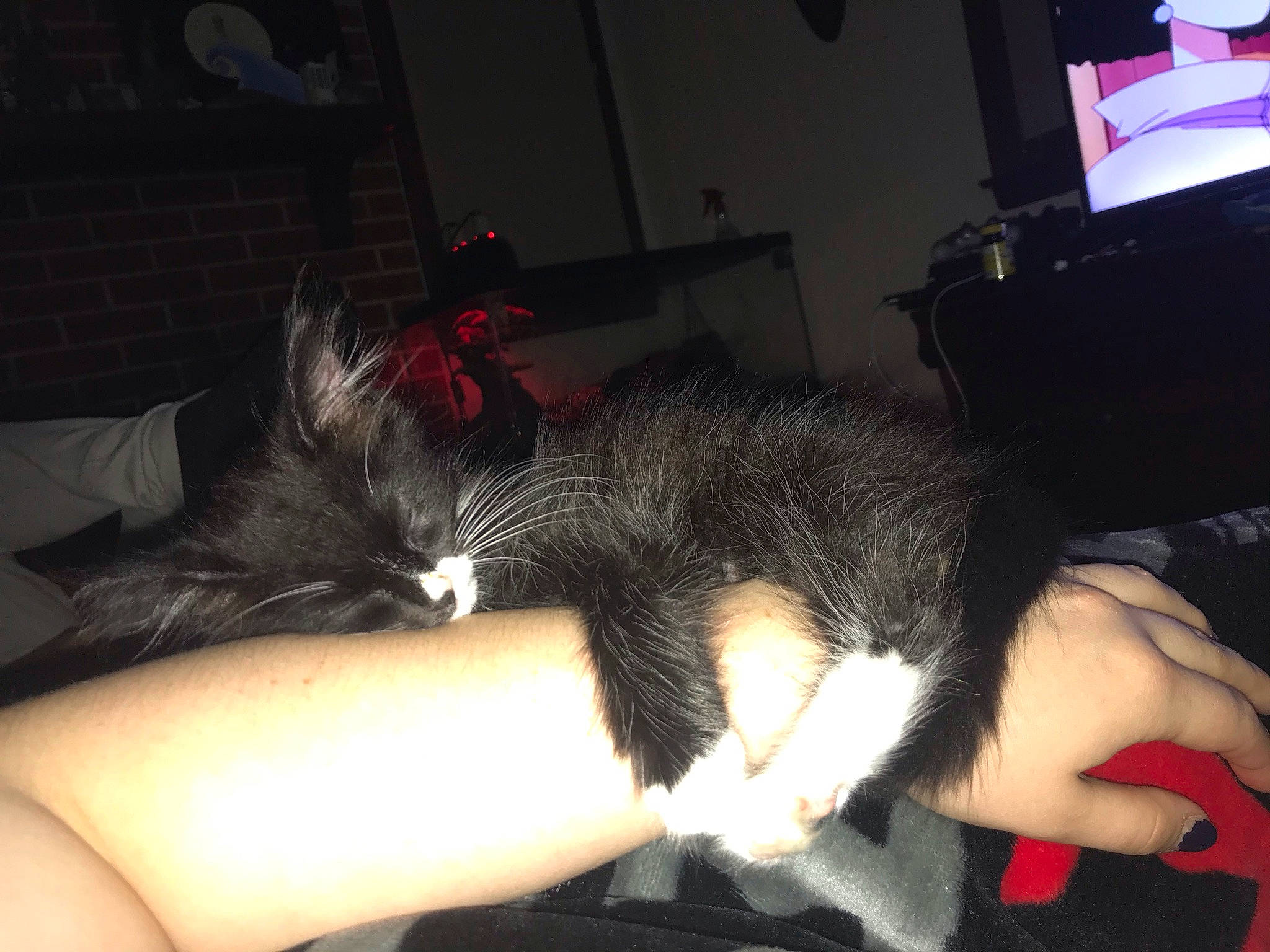 Billy is registered to the contest to win money with this photo: carnivore, cat, comfort, companion_dog, couch, dog_breed, elbow, felidae, finger, gesture, hand, human_leg, lap, nail, neck, small_to_medium_sized_cats, snout, tail, thigh, whiskers