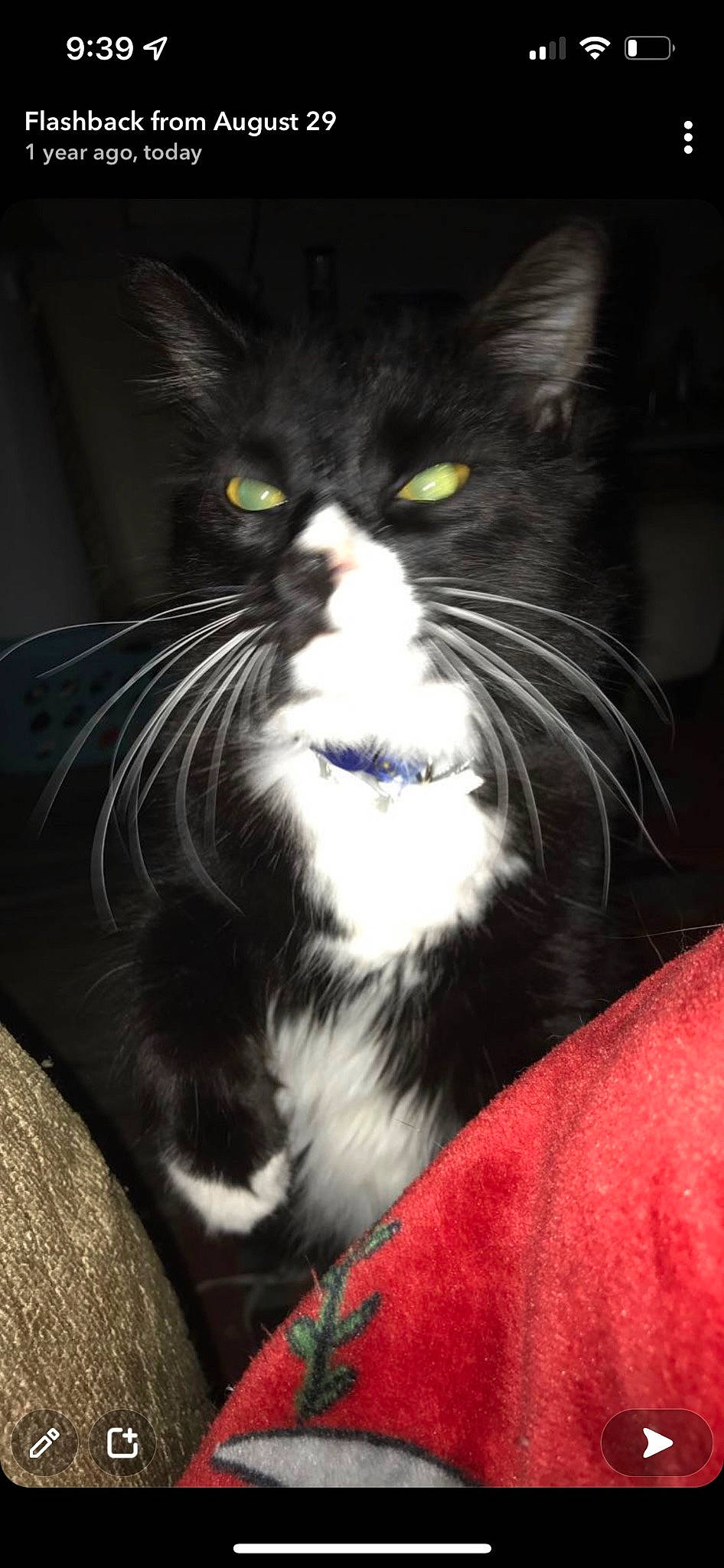 Billy joined the competition — help win amazing prizes! carnivore, cat, comfort, curious, darkness, domestic_short_haired_cat, eye, felidae, fur, monochrome_photography, small_to_medium_sized_cats, snout, tail, terrestrial_animal, whiskers