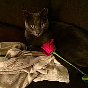 Elsita joined the competition — help win amazing prizes! animal, blanket, cat, closeup, couch, cozy, cute, dark_background, domestic_cat, feline, flower, fluffy, gray_cat, indoor, pet, relaxed, resting, romantic, rose, soft_texture