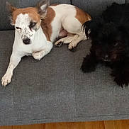 Jaxon joined the competition — help win amazing prizes! dog, couch, indoor, pet, relaxed, brown_and_white_dog, black_dog, animal, furry, laying_down, floor, wooden_floor, two_dogs, resting, companion, domestic_animal, home, cozy, living_room, friendship