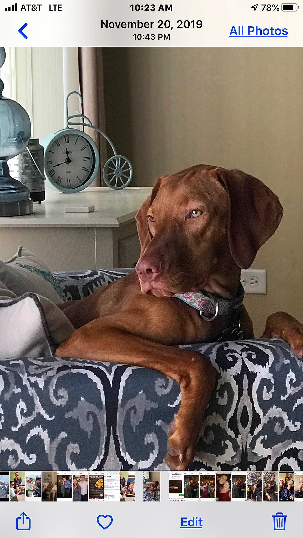 Georgia is registered to the contest to win money with this photo: alarm_clock, canidae, carnivore, clock, collar, comfort, companion_dog, dog, dog_breed, dog_collar, dog_supply, fawn, fur, gun_dog, liver, measuring_instrument, pet_supply, snout, sporting_group, working_animal