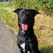 Blacky a rejoint le concours — aidez-le/la à gagner de superbes lots ! dog, black_dog, pet, animal, sitting, tongue_out, happy, smiling, harness, leash, outdoors, countryside, country_lane, hedge, field, grass, sunlight, blue_sky, rural, portrait