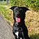 Blacky
