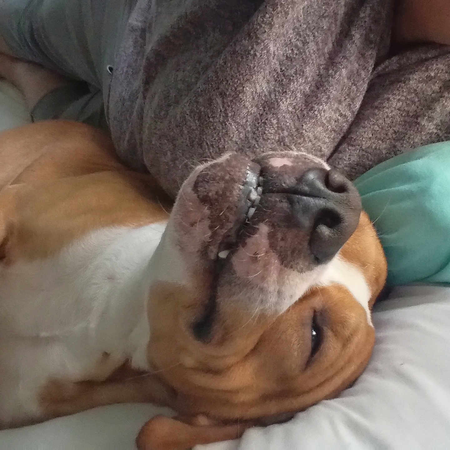 Milo joined the competition — help win amazing prizes! bed, brown, closeup, companion, cute, dog, fur, home, indoor, lying_down, nose, person, pet, pillow, relaxed, sleepy, snuggling, sweater, teeth, white