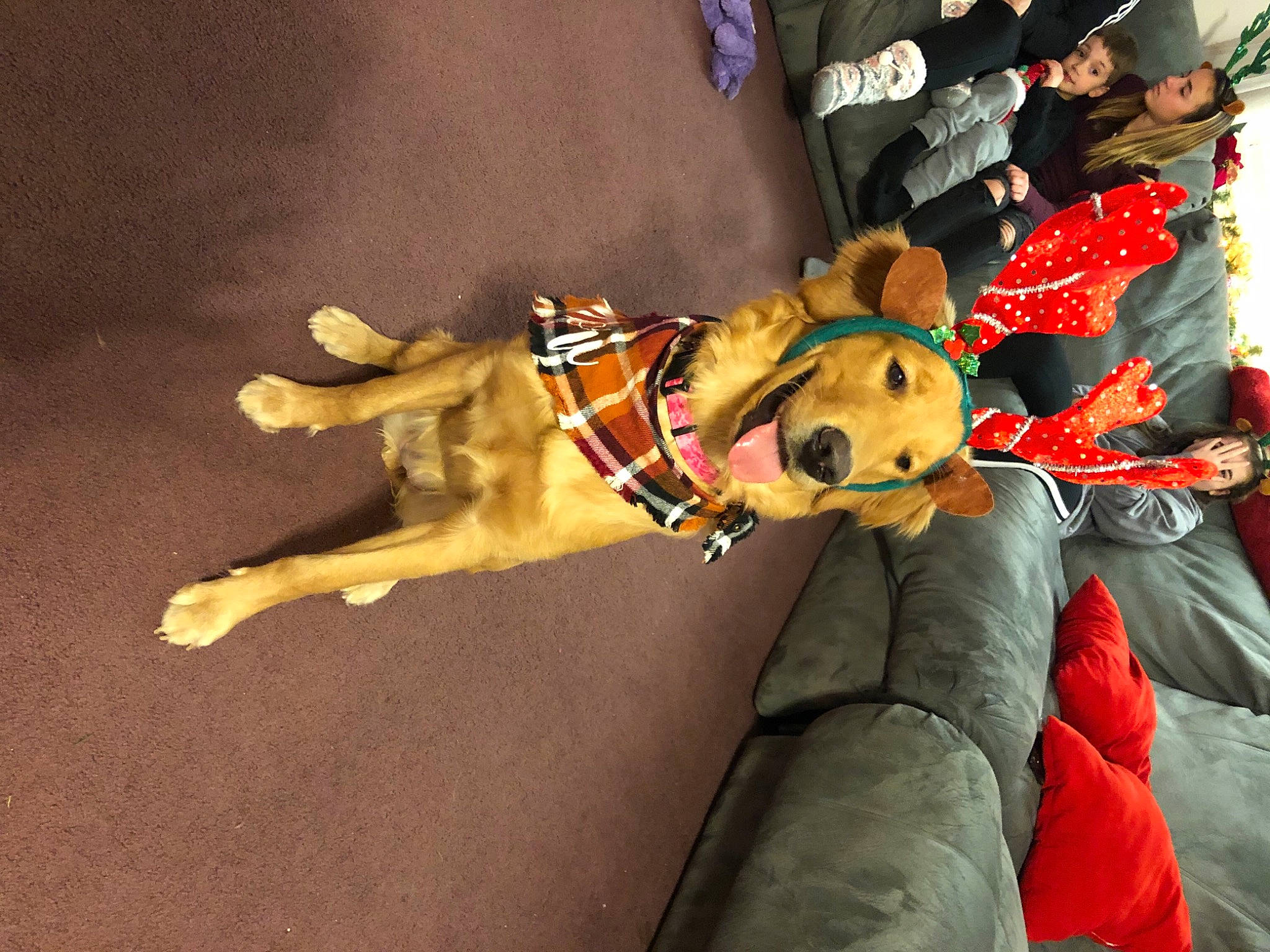 Nori is registered to the contest to win money with this photo: canidae, carnivore, collar, companion_dog, costume_hat, dog, dog_breed, dog_supply, fur, hat, leash, mascot, pet_supply, plush, sporting_group, stuffed_toy, sun_hat, teddy_bear, toy, working_animal