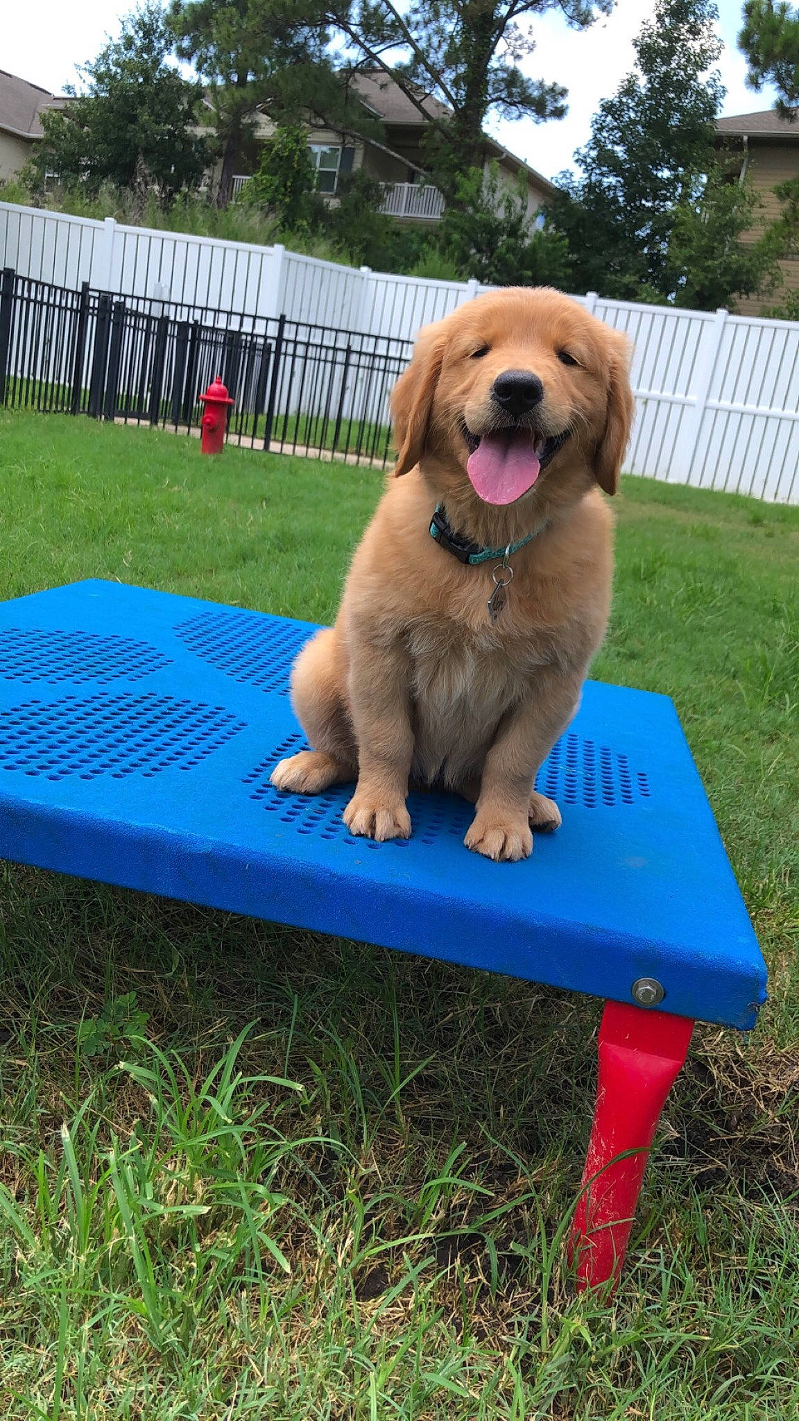 Nori is registered to the contest to win money with this photo: backyard, canidae, carnivore, companion_dog, dog, dog_breed, dog_supply, garden, gun_dog, home, home_fencing, lawn, mammal, outdoor_furniture, outdoor_table, picket_fence, retriever, sporting_group, tongue, yard