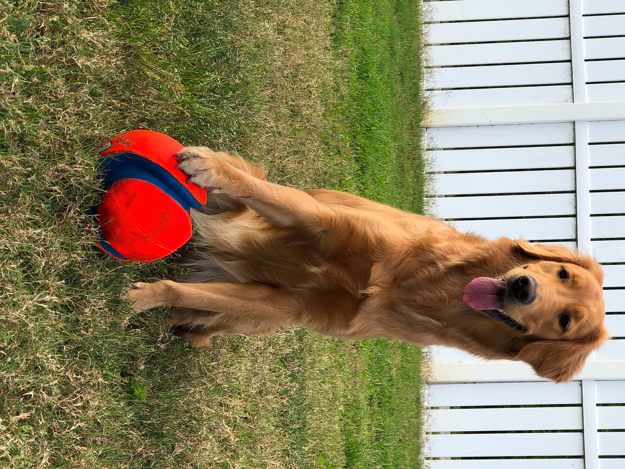 Nori is registered to the contest to win money with this photo: canidae, carmine, carnivore, collar, companion_dog, coquelicot, dog, dog_breed, dog_collar, dog_supply, fawn, hunting_dog, liver, mammal, pet_supply, retriever, snout, sporting_group, window_blind, working_animal