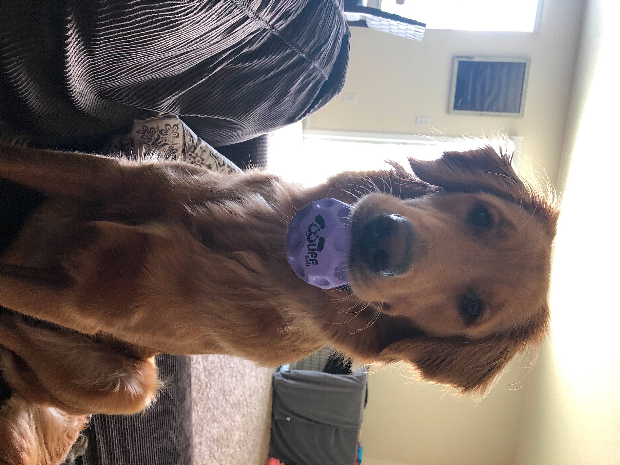 Nori joined the competition — help win amazing prizes! brown, canidae, carnivore, collar, companion_dog, daylighting, dog, dog_breed, dog_collar, fawn, fur, leash, liver, pet_supply, snout, sporting_group, tan, vertebrate, whiskers, working_animal