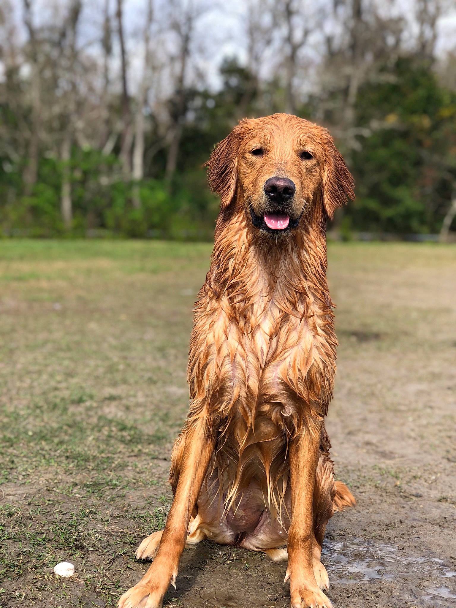 Nori joined the competition — help win amazing prizes! canidae, carnivore, companion_dog, dog, dog_breed, fawn, foot, gun_dog, hunting_dog, liver, mammal, retriever, snout, sporting_group, sunlight, tongue, working_animal