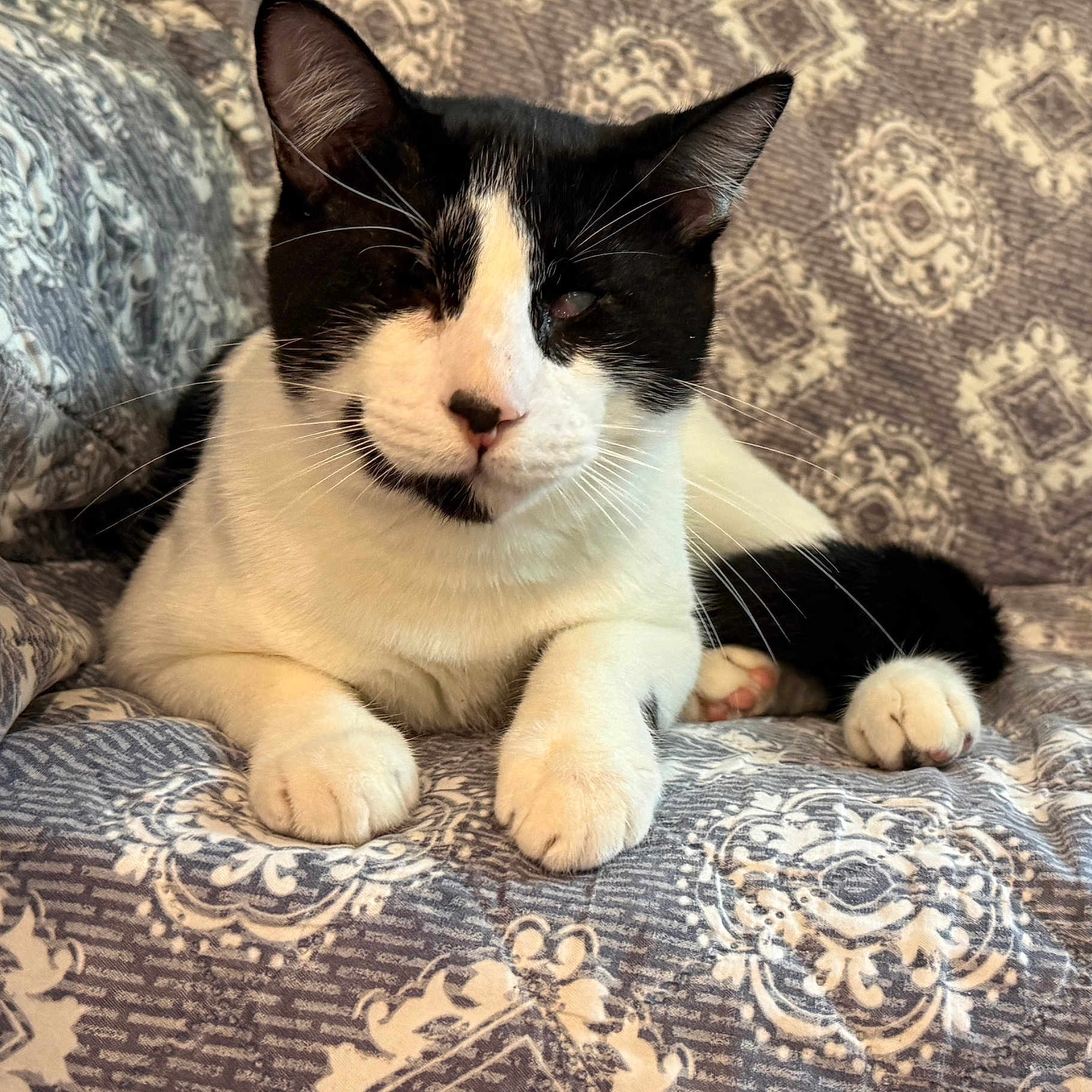 Mischief joined the competition — help win amazing prizes! cat, black_and_white, tuxedo_cat, pet, animal, portrait, close_up, whiskers, ears, paws, fluffy, sleepy, relaxed, sitting, lounging, couch, blanket, patterned_fabric, indoor, home