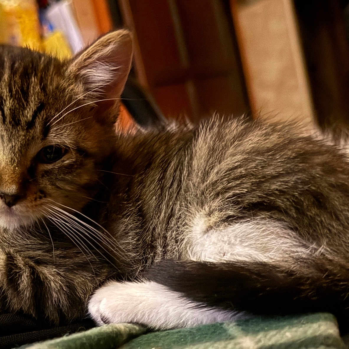 Socks is registered to the contest to win money with this photo: cat, kittens, tabby_cat, black_and_white_cat, animals, pets, feline, fur, whiskers, ears, sleeping, lying_down, cuddling, cozy, blanket, indoor, portrait, close_up, warm_lighting, relaxed