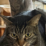 Baby Girl joined the competition — help win amazing prizes! animal, cat, cats, close_up, cozy, ears, feline, fluffy, green_eyes, home, indoor, lying_down, pet, portrait, serious_expression, sitting, tabby, whiskers, window, wooden_furniture