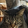 animal, cat, cats, close_up, cozy, ears, feline, fluffy, green_eyes, home, indoor, lying_down, pet, portrait, serious_expression, sitting, tabby, whiskers, window, wooden_furniture