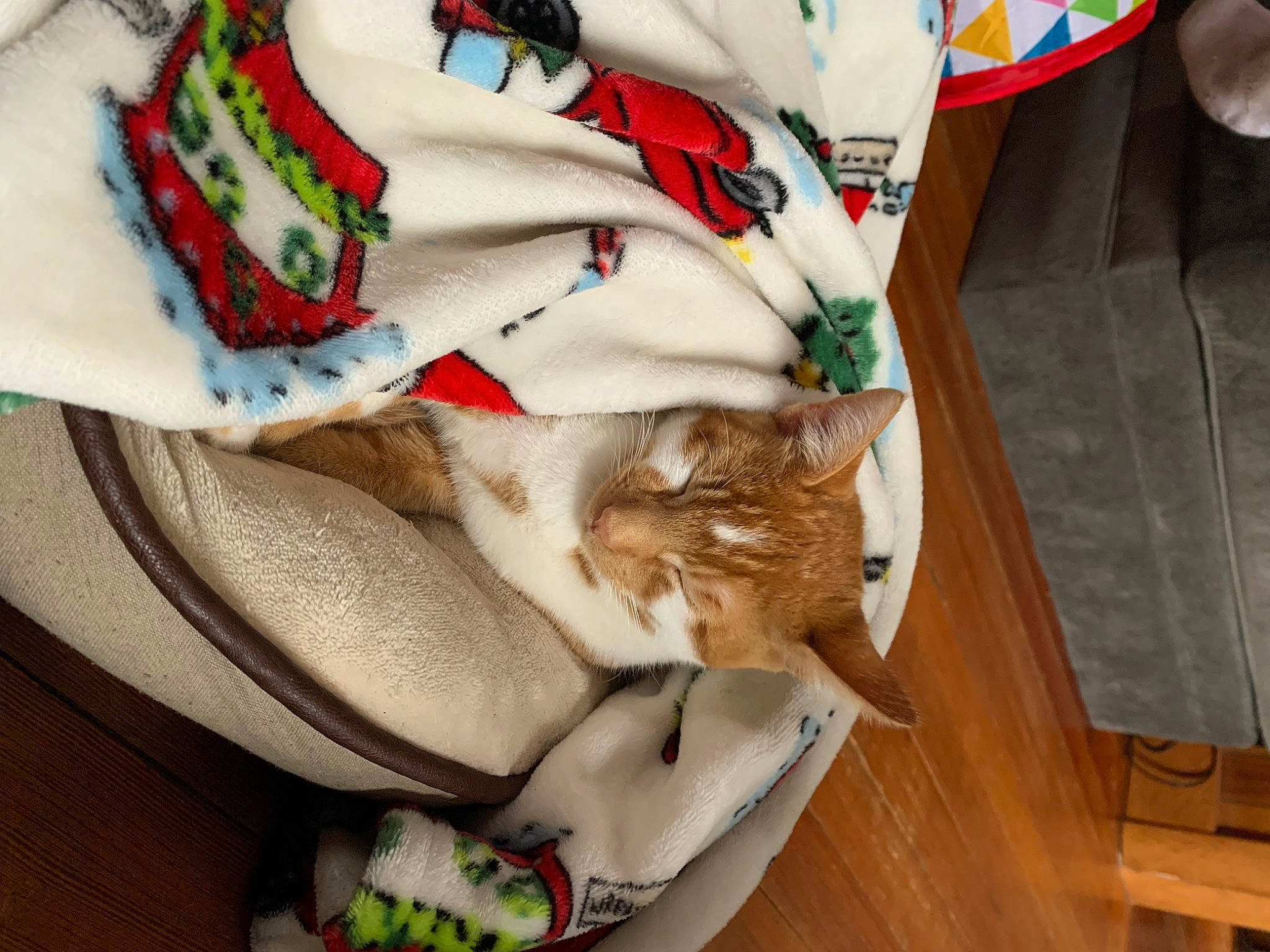 Kitten joined the competition — help win amazing prizes! bag, basket, carmine, carnivore, cat, comfort, domestic_short_haired_cat, fashion_accessory, fawn, felidae, fur, hardwood, hat, linens, plaid, small_to_medium_sized_cats, thread, whiskers, wood, wood_stain