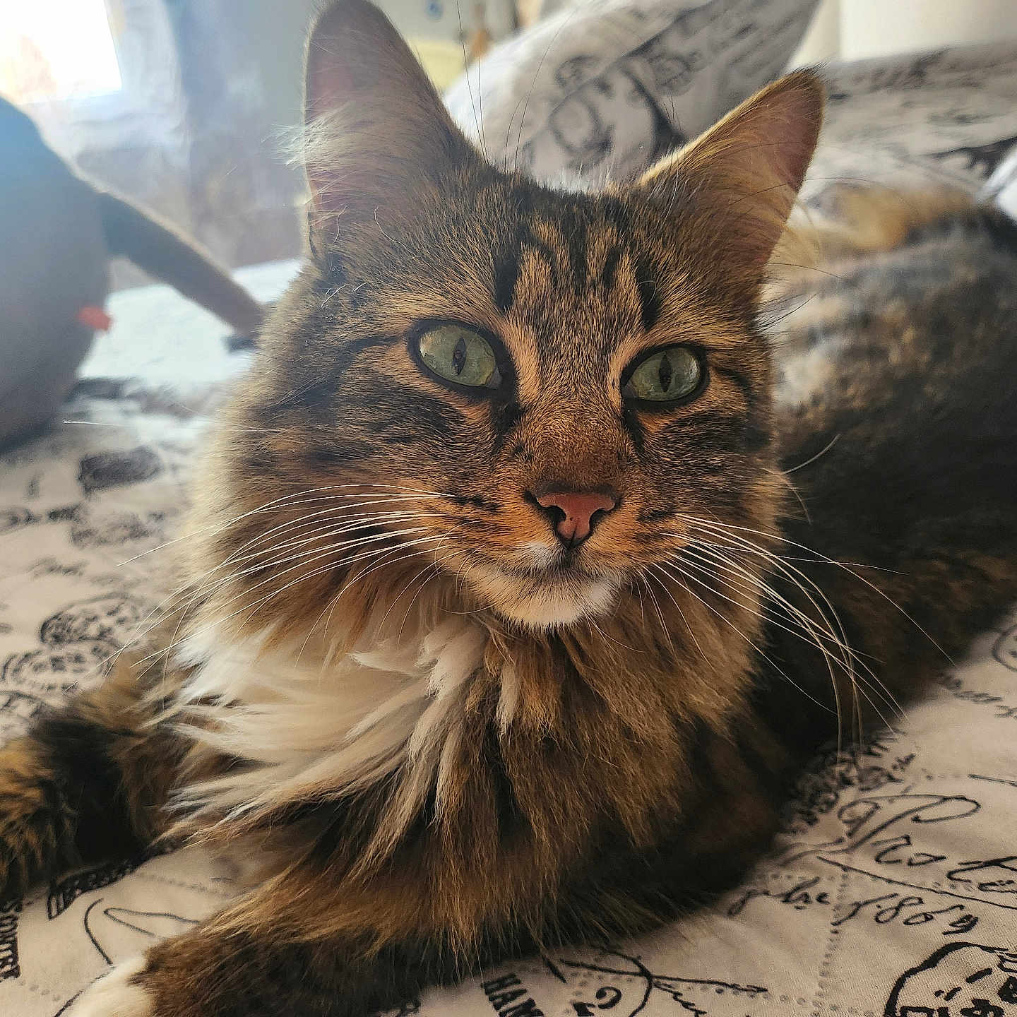 Simba a rejoint le concours — aidez-le/la à gagner de superbes lots ! abyssinian, animal, architecture, bed, blanket, building, cat, couch, cushion, furniture, homedecor, indoors, kitten, linen, livingroom, manx, person, pet, quilt, room