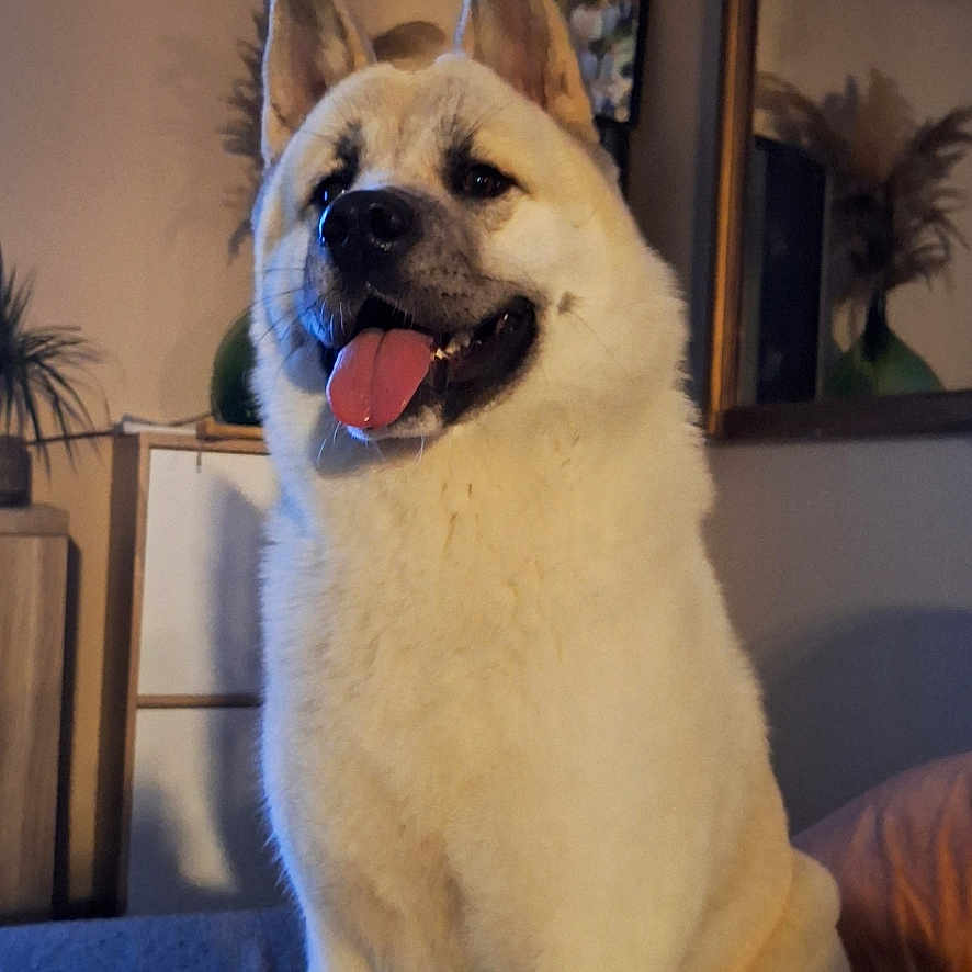 Angun a rejoint le concours — aidez-le/la à gagner de superbes lots ! dog, indoor, couch, pet, happy, tongue_out, fluffy, living_room, mirror, plant, furniture, seated, canine, houseplant, smiling, domestic_animal, cozy, portrait, comfortable, home