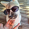 Angun participe au concours pour gagner de l'argent avec cette photo : dog, sunglasses, hand, pet, outdoor, wooden_floor, sunlight, paw, canine, cute, animal, companion, relaxed, domestic_animal, summer, casual, friendly, portrait, funny, fashion