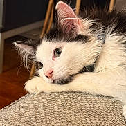 Tuxedo is registered to the contest to win money with this photo: black_and_white, cat, close_up, collar, couch, cozy, cushion, ear, fur, green_eyes, home_interior, indoor, kitten, paw, pet, portrait, relaxed, sleepy, textured, whiskers