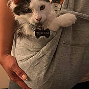 Tuxedo joined the competition — help win amazing prizes! cat, closeup, collar, cozy, cute, eyes, fur, grey_cloth, hoodie, human_hand, indoor, kitten, manicure, name_tag, pet, pocket, portrait, sweater, tuxedo_cat, whiskers