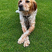 Marley a rejoint le concours — aidez-le/la à gagner de superbes lots ! animal, brown, canine, collar, crossed_paws, cute, dog, fur, garden, grass, leisure, nature, outdoor, paw, pet, portrait, relaxed, spot, summer, white
