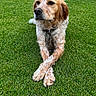 animal, brown, canine, collar, crossed_paws, cute, dog, fur, garden, grass, leisure, nature, outdoor, paw, pet, portrait, relaxed, spot, summer, white