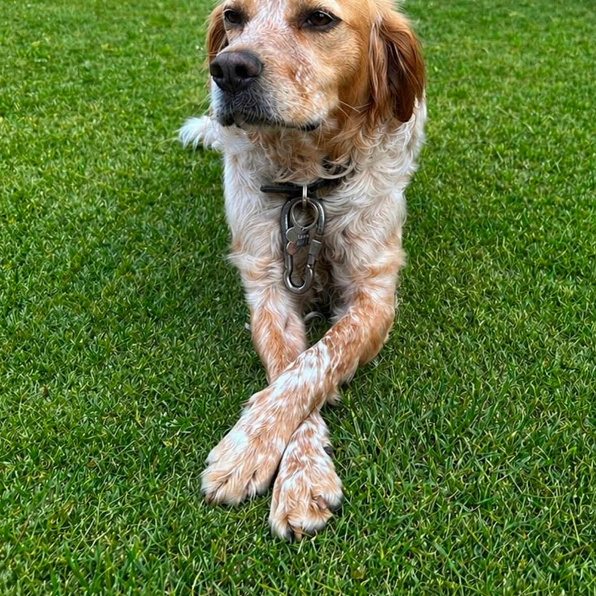 Marley