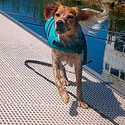 Marley a rejoint le concours — aidez-le/la à gagner de superbes lots ! animal, blue, canine, daylight, dock, dog, ears, fur, grass, lake, life_jacket, nature, outdoor, pet, reflection, running, shadow, summer, water, wet