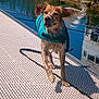 animal, blue, canine, daylight, dock, dog, ears, fur, grass, lake, life_jacket, nature, outdoor, pet, reflection, running, shadow, summer, water, wet