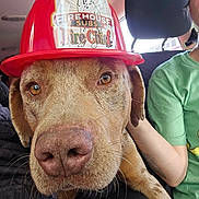 Bubba joined the competition — help win amazing prizes! dog, fire_chief_hat, car_interior, close_up, pet, animal, brown_dog, seat, person, green_shirt, hat, nose, ears, whiskers, window, seatbelt, human_arm, casual_clothing, indoor, vehicle