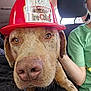 dog, fire_chief_hat, car_interior, close_up, pet, animal, brown_dog, seat, person, green_shirt, hat, nose, ears, whiskers, window, seatbelt, human_arm, casual_clothing, indoor, vehicle