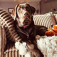 Artèmis a rejoint le concours — aidez-le/la à gagner de superbes lots ! dog, labrador, chocolate_labrador, pet, indoor, couch, pillows, blanket, stuffed_toy, animal, cozy, relaxed, fur, canine, domestic_animal, home, furniture, mammal, sitting, portrait