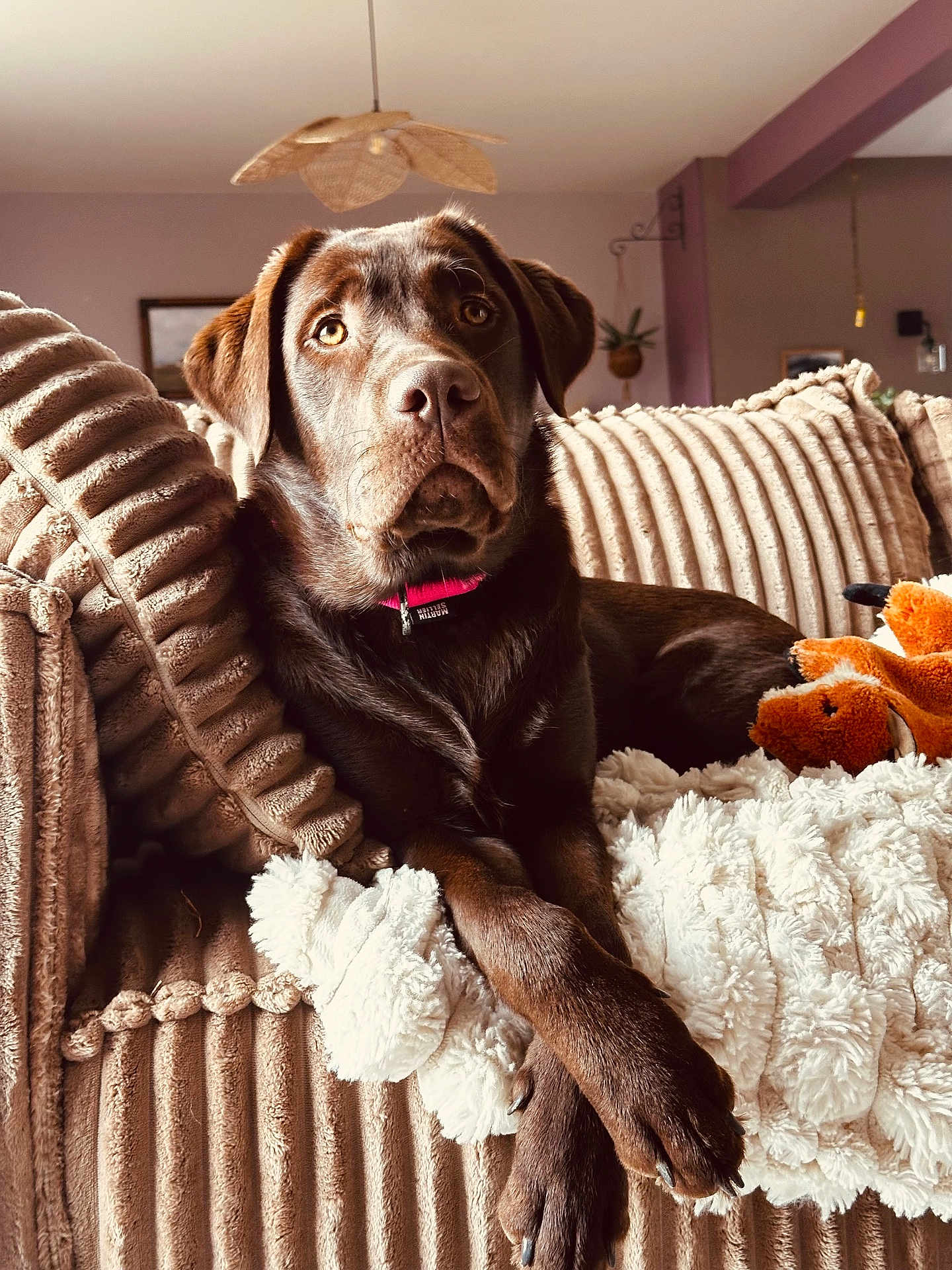 Artèmis a rejoint le concours — aidez-le/la à gagner de superbes lots ! dog, labrador, chocolate_labrador, pet, indoor, couch, pillows, blanket, stuffed_toy, animal, cozy, relaxed, fur, canine, domestic_animal, home, furniture, mammal, sitting, portrait