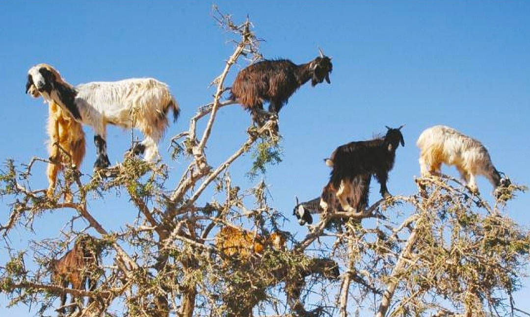 Biquette participe au concours pour gagner de l'argent avec cette photo : art, beak, canidae, goat, goat_antelope, goats, grassland, herd, livestock, natural_landscape, pasture, plant, primate, sky, tail, terrestrial_animal, tree, twig, wildlife, wood