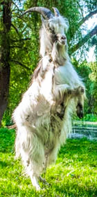 Biquette a rejoint le concours — aidez-le/la à gagner de superbes lots ! alpaca, camelid, canidae, dog_breed, event, fawn, giant_dog_breed, grass, grassland, landscape, livestock, mane, pack_animal, pasture, plant, snout, sporting_group, terrestrial_animal, tree, working_animal