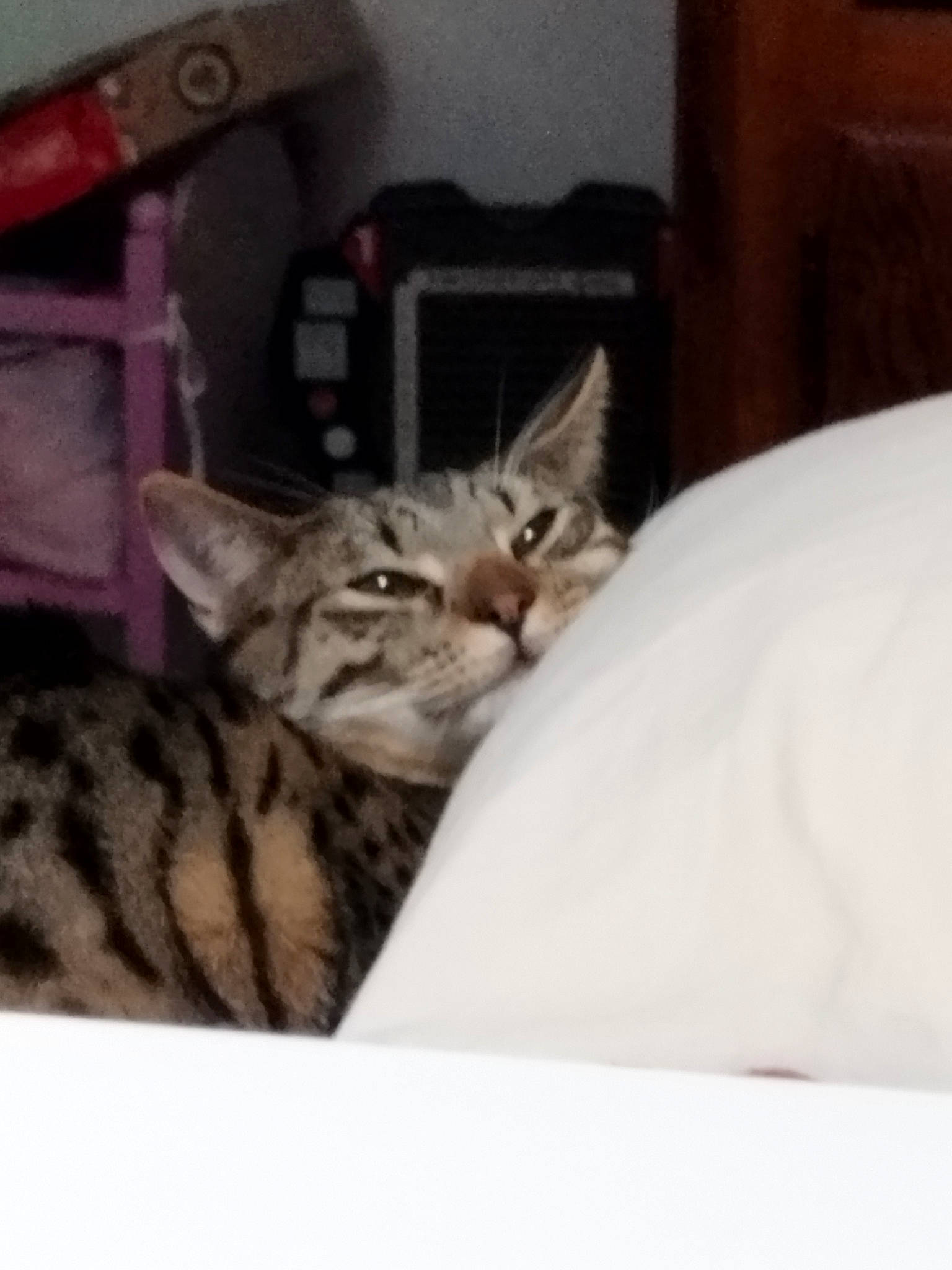 Norbert a rejoint le concours — aidez-le/la à gagner de superbes lots ! carnivore, cat, comfort, domestic_short_haired_cat, felidae, fur, mammal, paw, small_to_medium_sized_cats, terrestrial_animal, vertebrate, whiskers