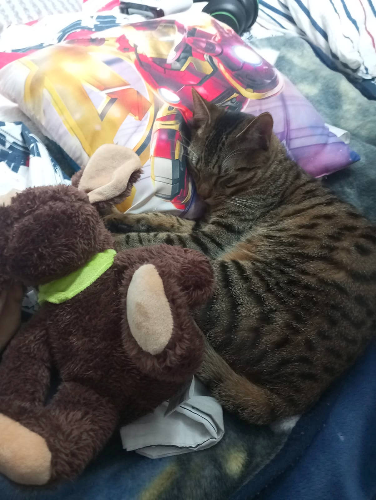 Norbert participe au concours pour gagner de l'argent avec cette photo : bag, carnivore, cat, comfort, domestic_short_haired_cat, felidae, fur, linens, pattern, plant, plush, small_to_medium_sized_cats, stuffed_toy, tail, toy, whiskers, wool