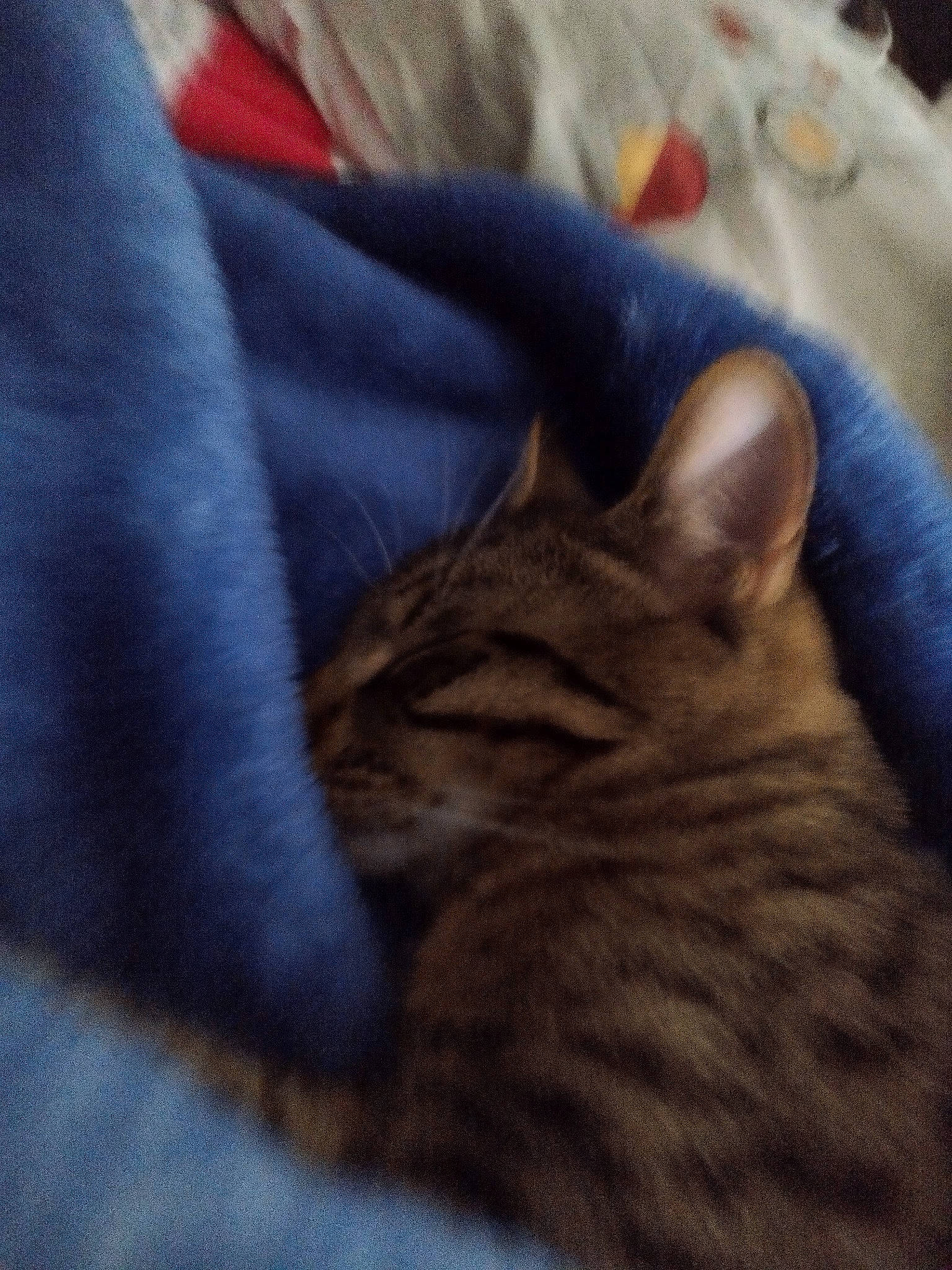 Norbert participe au concours pour gagner de l'argent avec cette photo : carnivore, cat, cloud, comfort, domestic_short_haired_cat, electric_blue, felidae, fur, grey, linens, nap, paw, sky, small_to_medium_sized_cats, snout, tail, textile, whiskers