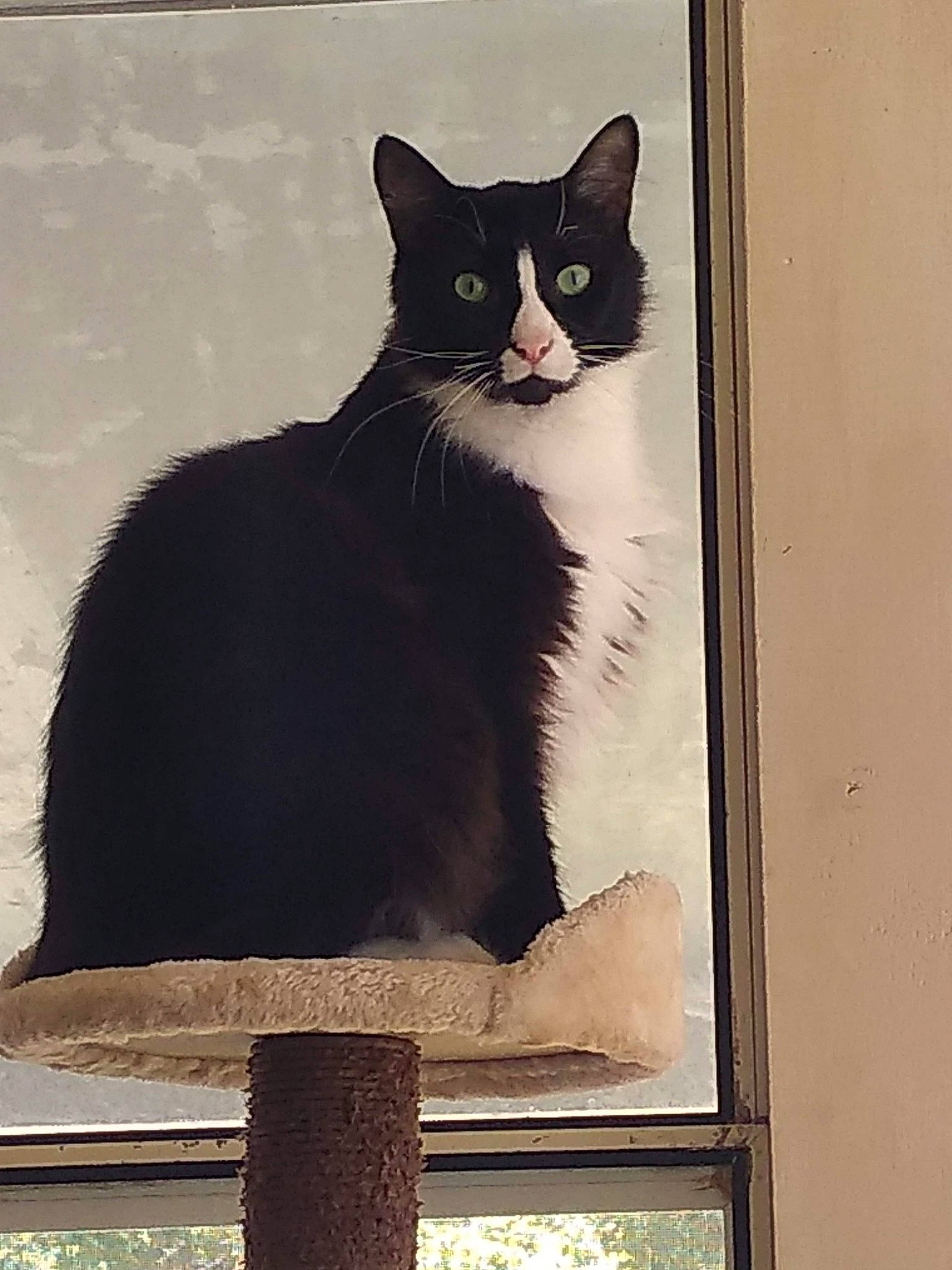 Oliver is registered to the contest to win money with this photo: art, black_cat, carnivore, cat, domestic_short_haired_cat, felidae, formal_wear, fur, paw, pet_supply, photo_caption, rectangle, shadow, small_to_medium_sized_cats, snout, tail, tints_and_shades, whiskers, window, wood