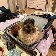 Bernard is registered to the contest to win money with this photo: bed, carpet, cat, clothes, cozy, curtain, door, dresser, fluffy, fur, furniture, home, indoor, laundry_basket, pet, pill_organizer, spray_bottle, stuffed_toy, suitcase, vacuum_cleaner