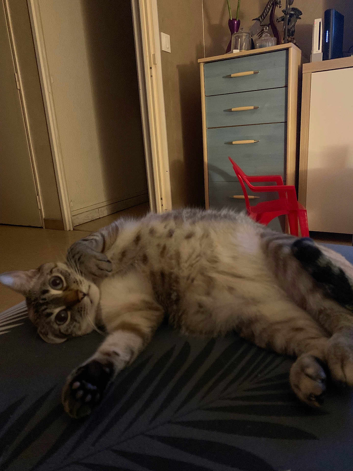 Negan participe au concours pour gagner de l'argent avec cette photo : cat, tabby_cat, lying_down, indoor, furniture, dresser, red_chair, floor, doorway, wall, curious, pet, animal, paw, fur, whiskers, home, room, relaxed, looking