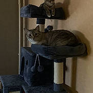 Negan participe au concours pour gagner de l'argent avec cette photo : cat, cats, cat_tree, pet, indoor, feline, animal, resting, perched, curious, blue, soft_lighting, beige_wall, domestic, cute, two_animals, playful, pet_toys, scratching_post, relaxed