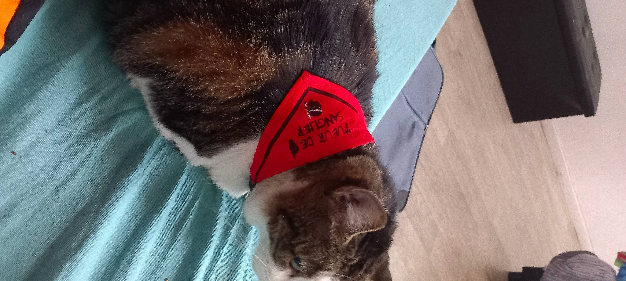 Titine a rejoint le concours — aidez-le/la à gagner de superbes lots ! beard, cap, carnivore, cat, collar, dog_breed, ear, facial_hair, fawn, felidae, fur, headgear, mammal, moustache, pet_supply, small_to_medium_sized_cats, snout, tail, vertebrate, whiskers