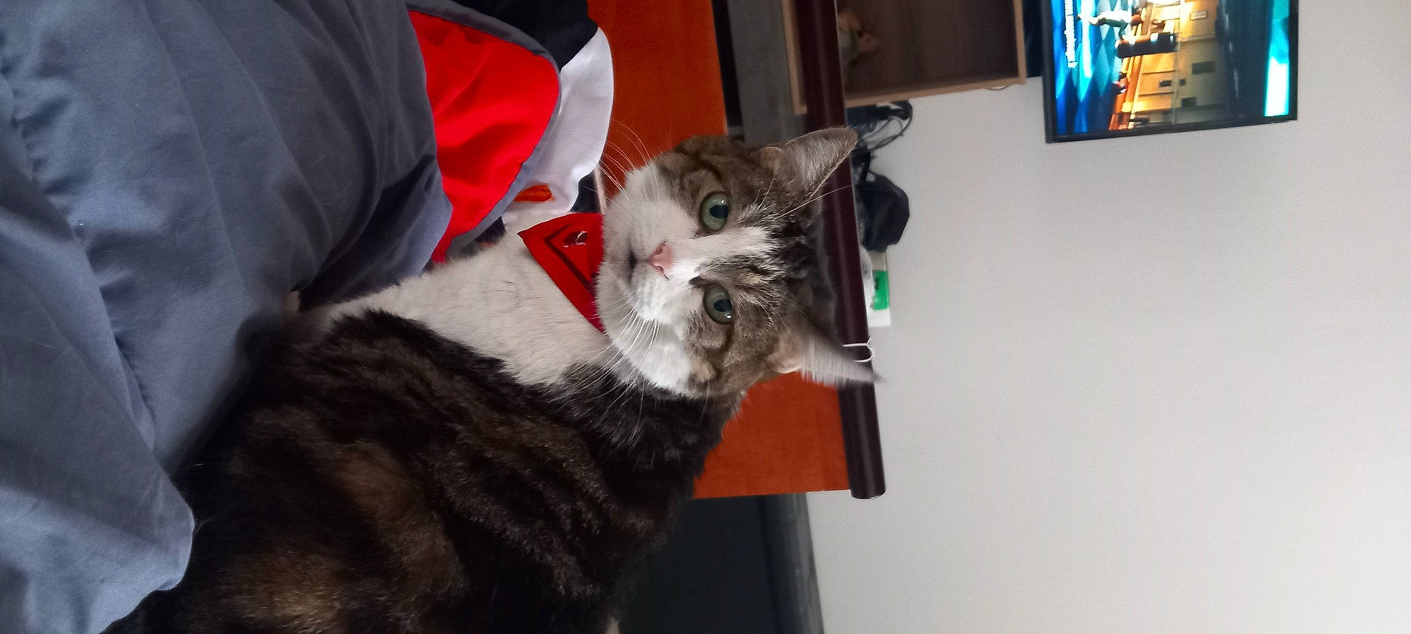 Titine participe au concours pour gagner de l'argent avec cette photo : carnivore, cat, claw, comfort, domestic_short_haired_cat, felidae, fur, lap, nap, paw, picture_frame, small_to_medium_sized_cats, tail, whiskers