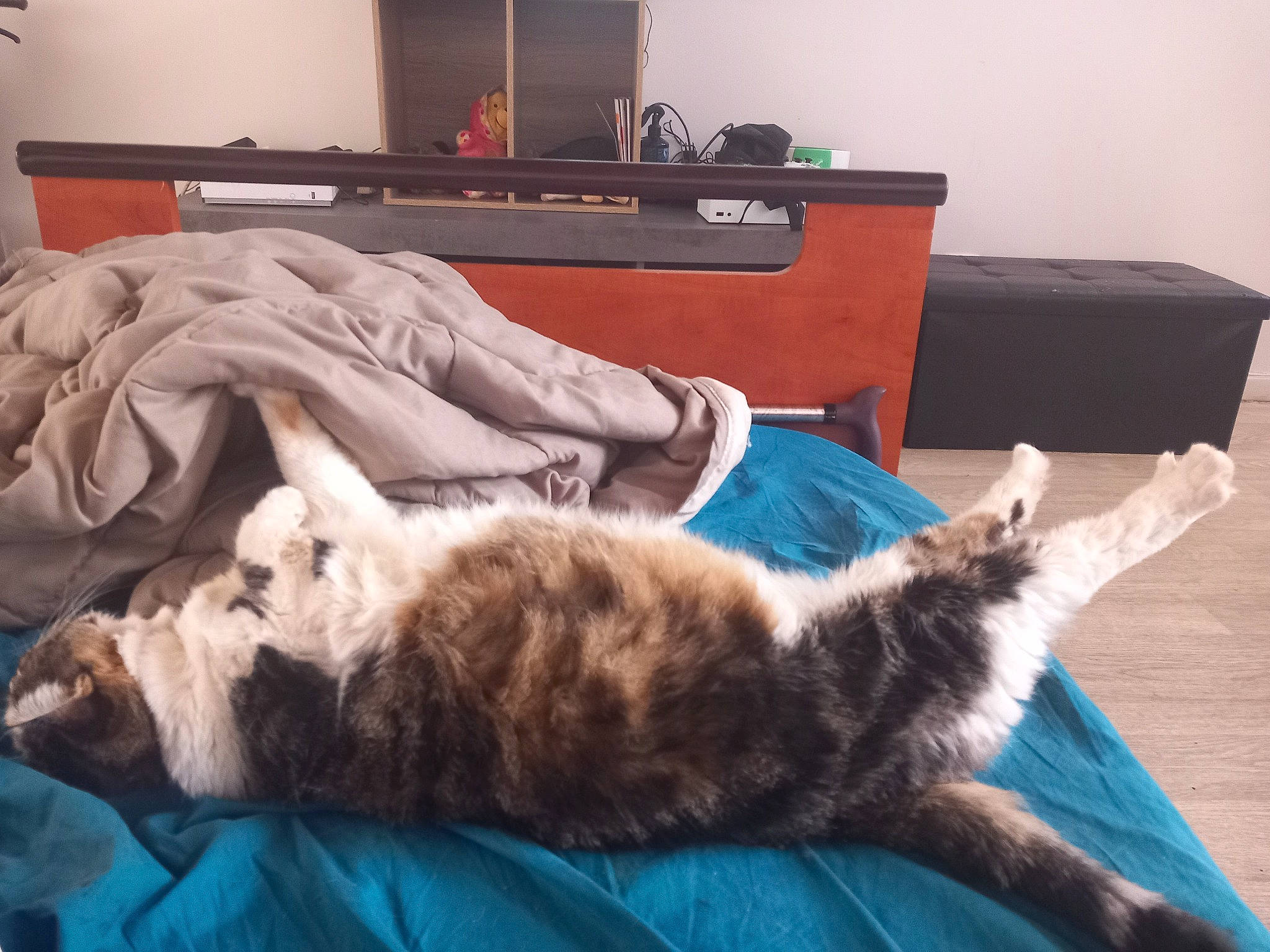 Titine a rejoint le concours — aidez-le/la à gagner de superbes lots ! bed, bedding, carnivore, cat, comfort, couch, domestic_short_haired_cat, felidae, flooring, fur, hardwood, linens, living_room, picture_frame, room, small_to_medium_sized_cats, tail, television, whiskers, wood