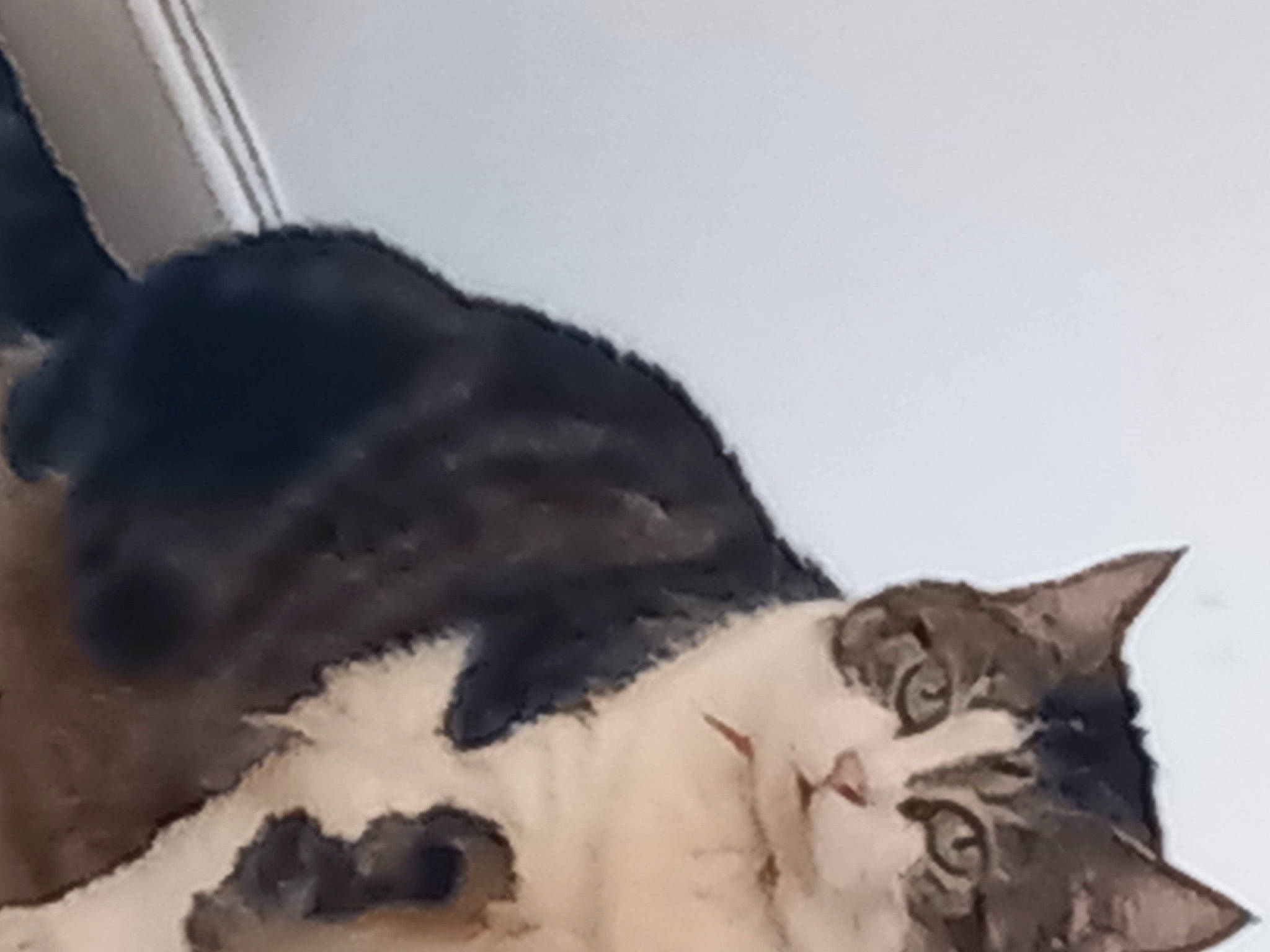 Titine a rejoint le concours — aidez-le/la à gagner de superbes lots ! art, carnivore, cat, claw, comfort, domestic_short_haired_cat, felidae, fur, linens, nap, paw, small_to_medium_sized_cats, snout, tail, terrestrial_animal, whiskers, working_animal