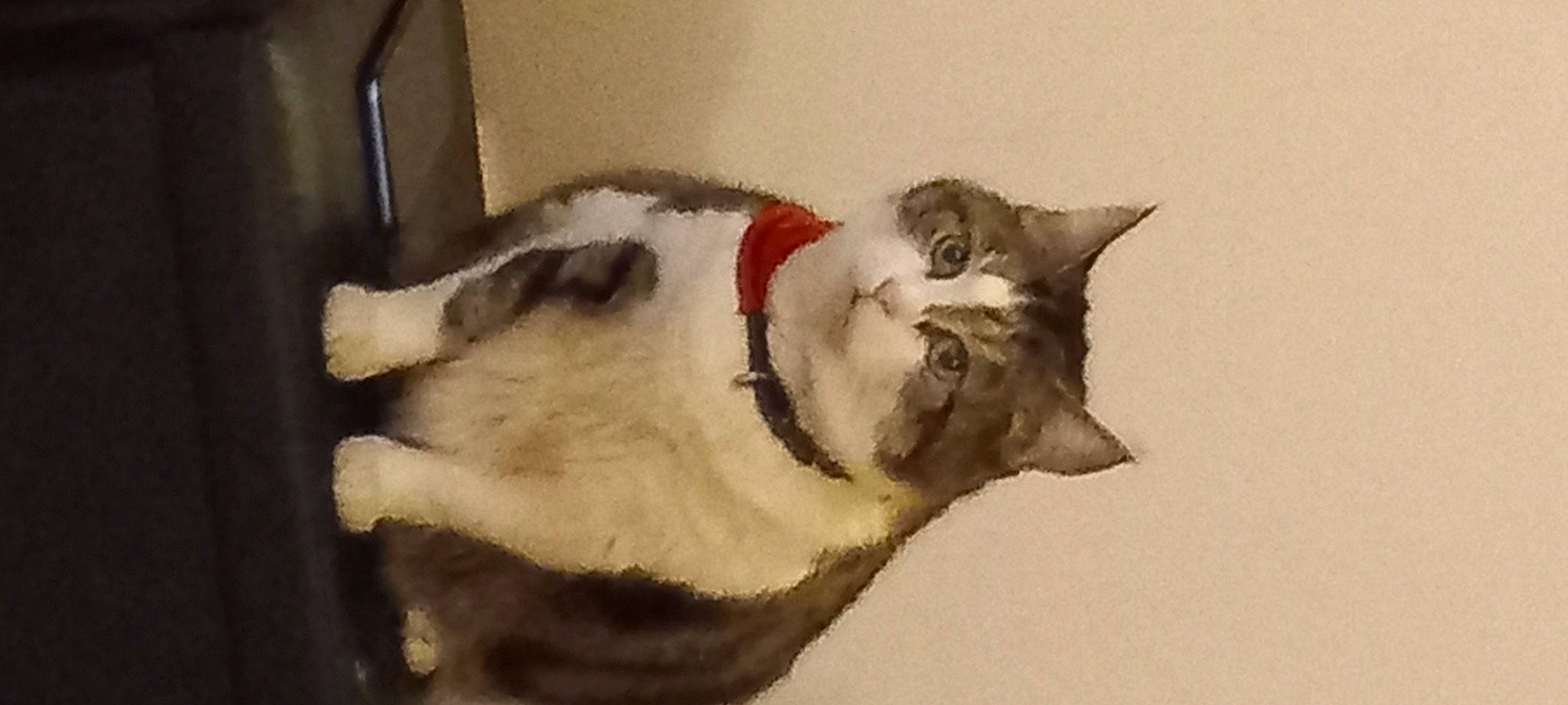 Titine a rejoint le concours — aidez-le/la à gagner de superbes lots ! art, balinese, canidae, carnivore, cat, claw, collar, companion_dog, dog_breed, domestic_short_haired_cat, fawn, felidae, fur, paw, small_to_medium_sized_cats, sporting_group, tail, thai, whiskers, window