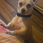 Ruby joined the competition — help win amazing prizes! dog, small_dog, tan_dog, standing, paws, black_collar, portrait, indoors, bedroom, bed, quilt, wooden_floor, furniture, window, sunlight, backlighting, large_ears, dark_eyes, pet, cute