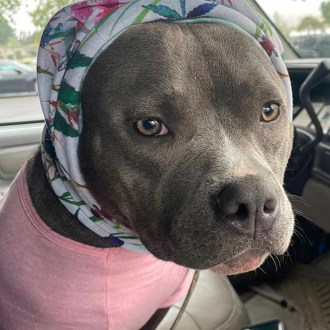 Luna is registered to the contest to win money with this photo: alloywheel, animal, canine, car, carwheel, clothing, cushion, dog, electronics, hat, homedecor, machine, mobilephone, pet, phone, spoke, tire, transportation, vehicle, wheel